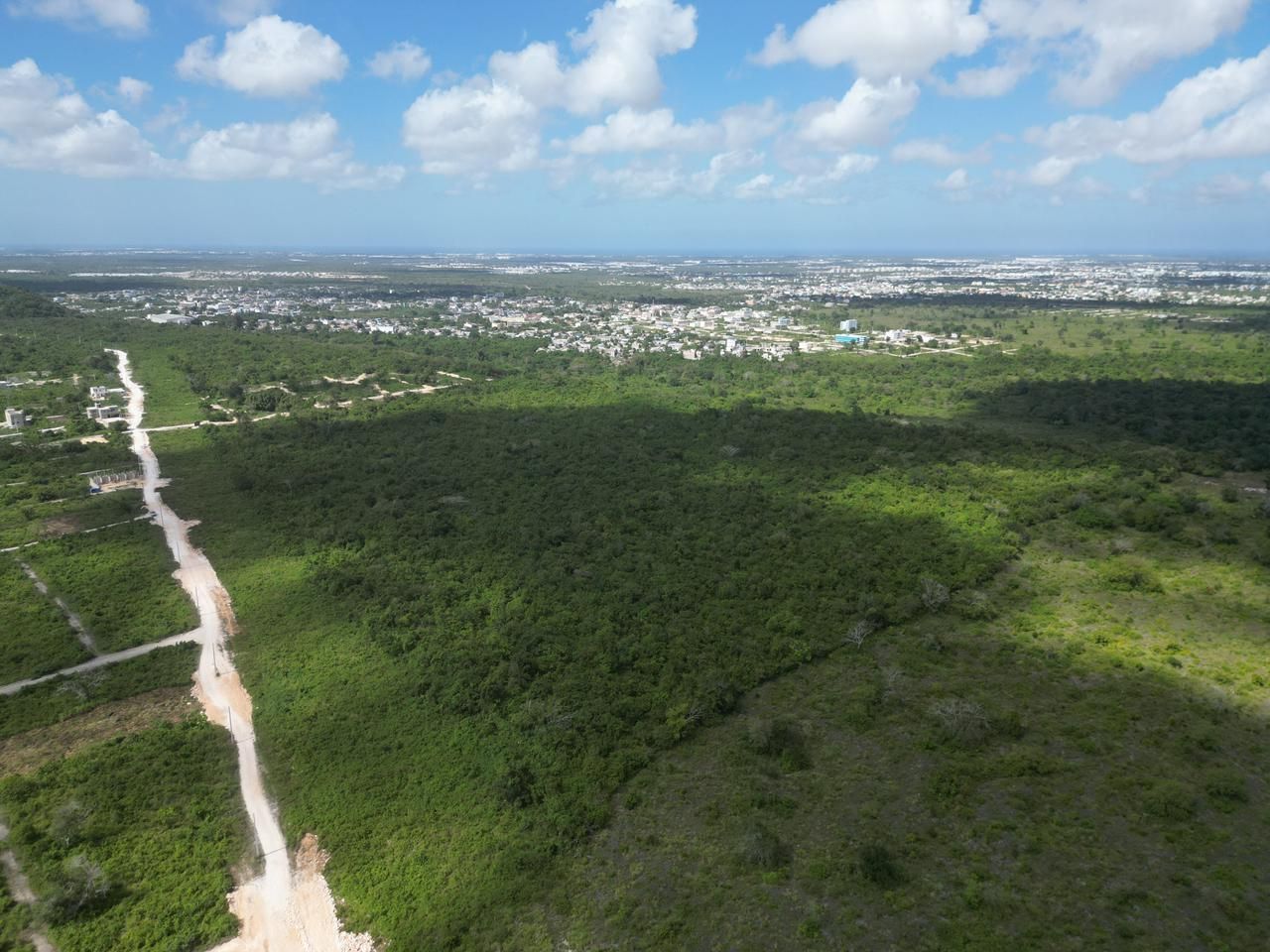 Land surface and vegetation